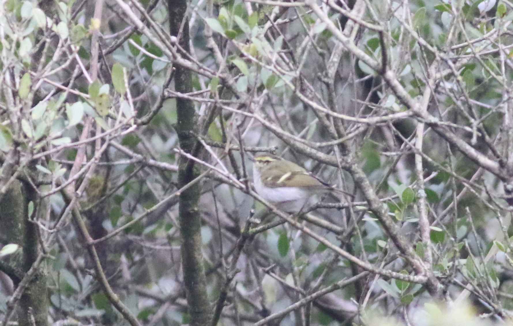 Pallas's Leaf Warbler